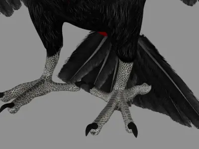 Red breasted toucan 3D model