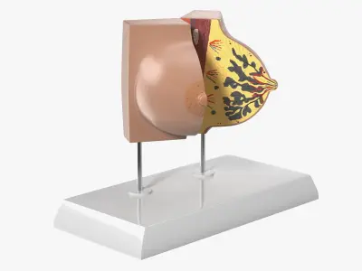 Female Breast Anatomy Model During Pregnancy 3D model
