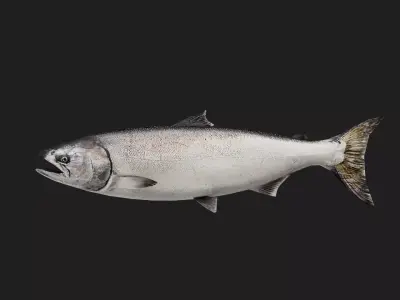 Trout Low-poly 3D model