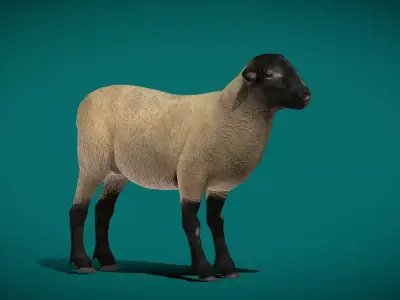 Suffolk Sheep Animal Free 3D model