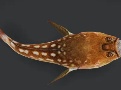 Stargazer Fish - Anglerfish Animated 3D model