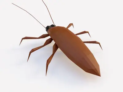 Cockroach 3d model Low-poly 3D model