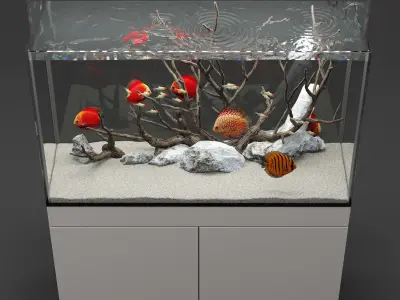 Aquarium discus fish 3D model