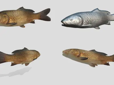 Fish Collection Animated - Game Ready Pack 2 Low-poly 3D model