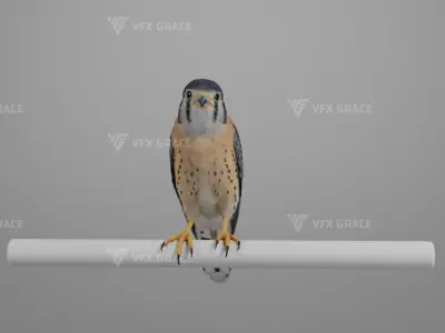 American Kestrel Animation 3D Model Rigged for Blender 3D model