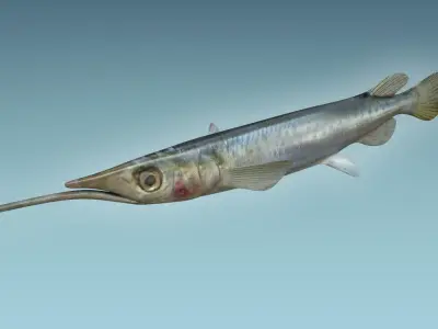 Wrestling Haflbeak Fish 3D model