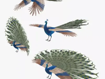 Peacock peafowl bird rigged 3d model Low-poly 3D model