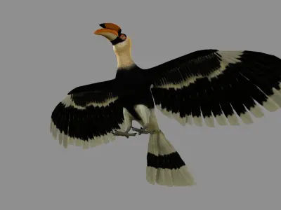 Great Indian hornbill Animation 3D model