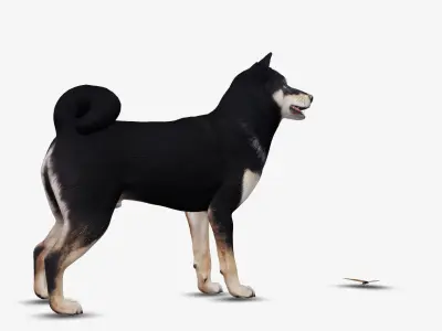 Dog Shiba Inu Low-poly 3D model