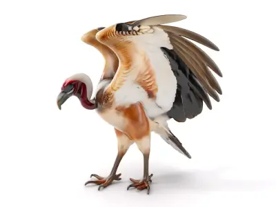 Detailed Vulture Bird D Model Pack for Simulation and Rendering Low-poly 3D model