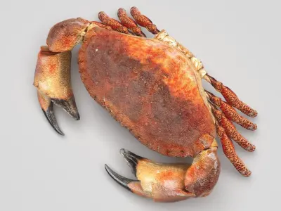 Sea Crab 3D model