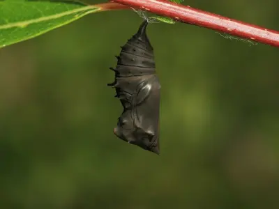 Chrysalis 4 moth on leaf Low-poly 3D model