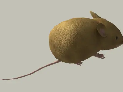 European Field Mouse Free low-poly 3D model