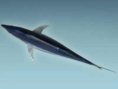 Yellowfin Tuna 3D model