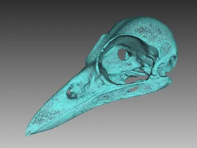Bird Skull 3D Scan 3D model