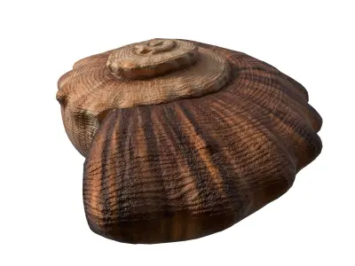 Photorealistic lowpoly shell  Low-poly 3D model