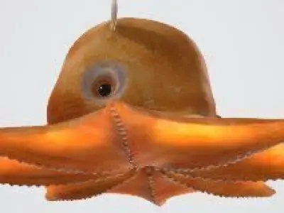 Flapjack octopus 3D model