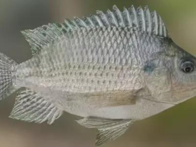 Ikan Nila 3D model