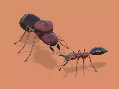 Odontomachus ant and Atta ant 3D model