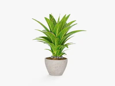 Plant 5 3D model