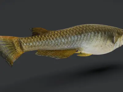 Rice Fish Animated 3D model