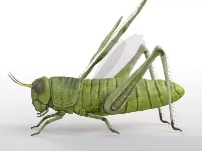 Grasshopper insect Low-poly 3D model