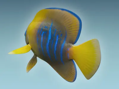 Anglefish 9 angelfish 3D model
