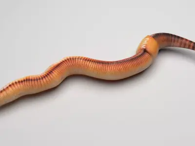 Earthworm 3D model