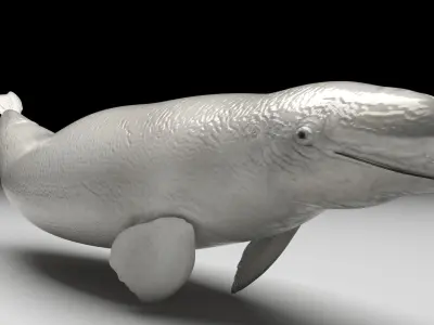 Beluga Whale 3D model