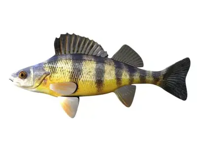 Yellow Perch Fish Perca Flavescens 3D model