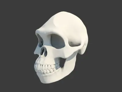 Skull Australopithecus Lucy 3D model