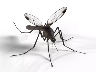 Realistic Mosquito 3D model
