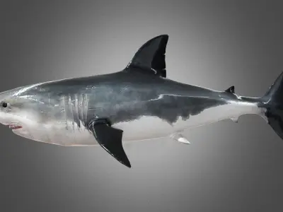 Shark Animation Low-poly 3D model
