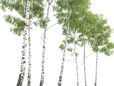 Birch forest part 07 3D model