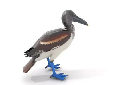 Booby Bird Colorful model pack Low-poly 3D model