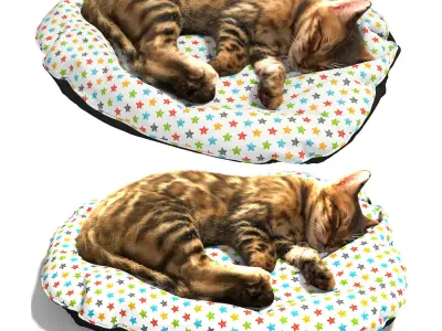 Bengal Kitten 3D model