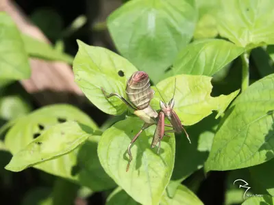  Orchid Mantis Nymph 3D model
