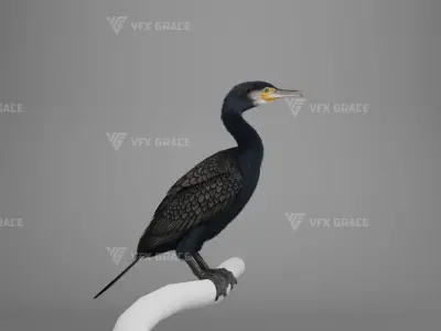 Realistic Cormorant Animation 3D Model Rigged for Blender 3D model