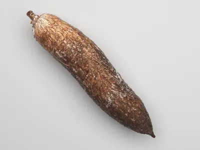 Cassava Manioc 3D model