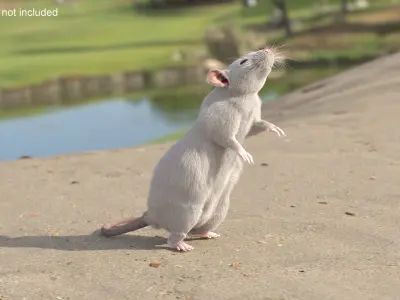 Realistic White Rat with Fur Rigged 3D model