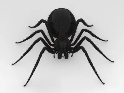 Giant Spider 3D model