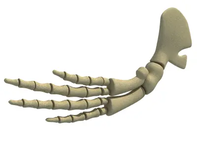 Whale Flipper Shoulder Bones 3D model
