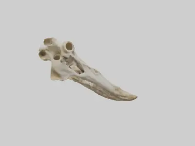 Giraffe Jawbone Low-poly 3D model