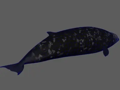 Cuvier Whale - Animated  Low-poly 3D model
