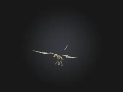 Realistic Pteranodon Skeleton Model Low-poly 3D model