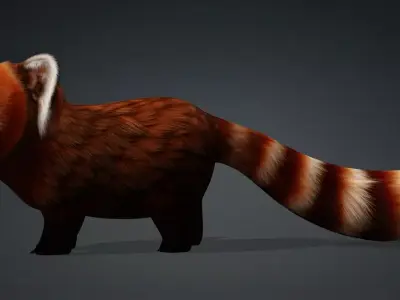 Red Panda A2 Free 3D model