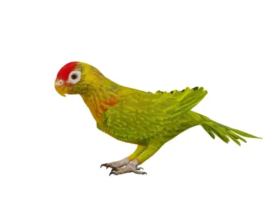 Varied Lorikeet Bird Low-poly 3D model
