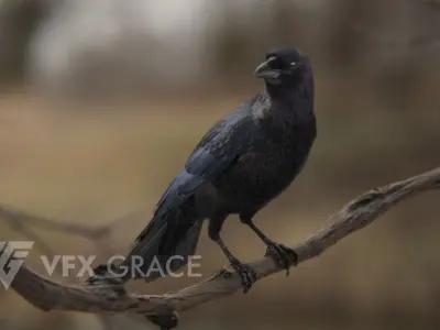 Carrion Crow Animated VFX Grace 3D model