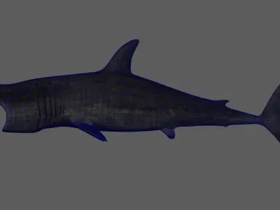 Basking-shark  Low-poly 3D model