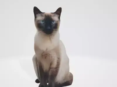 Realistic Siamese Cat 3D Model 3D model